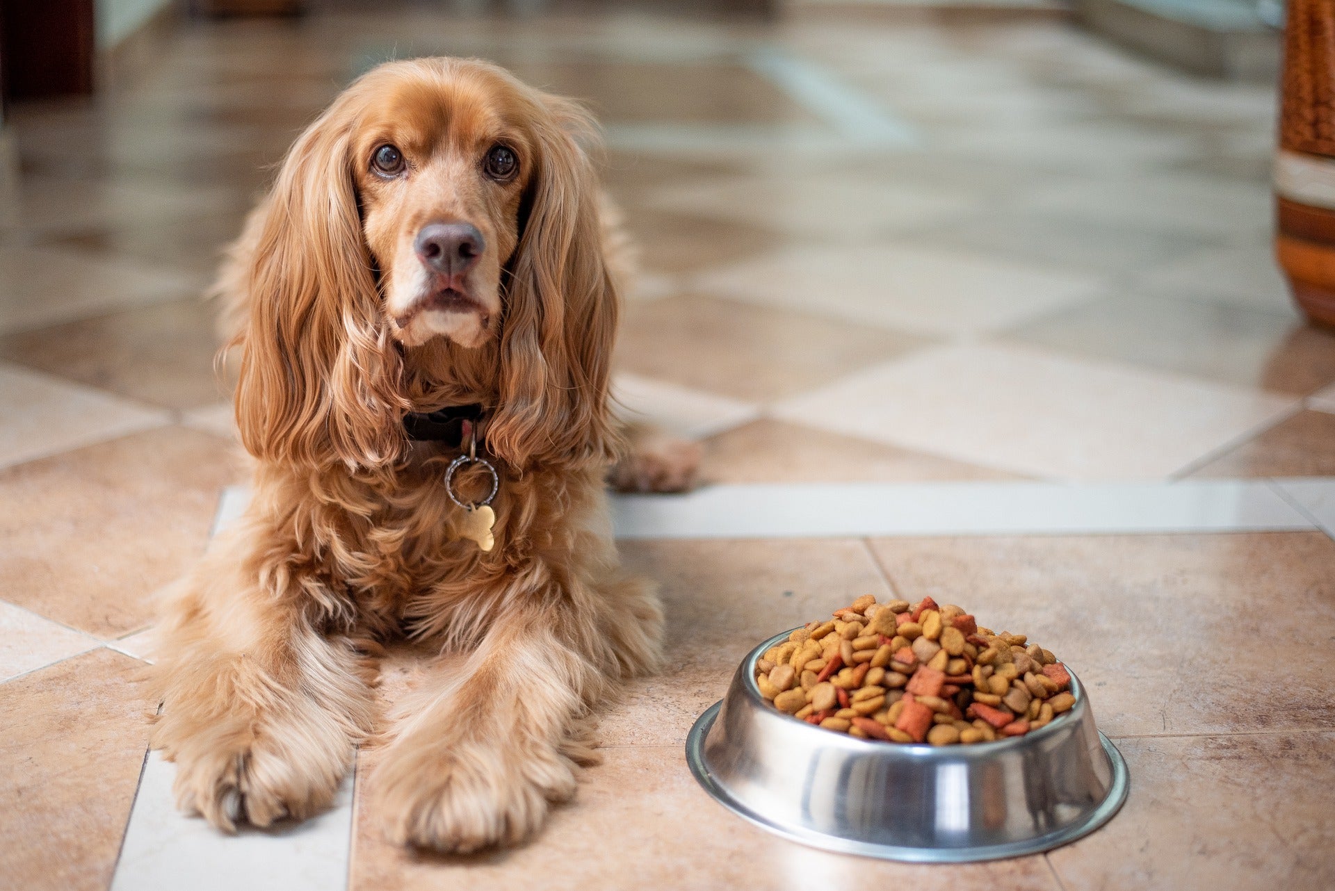 Best chicken store free dog food