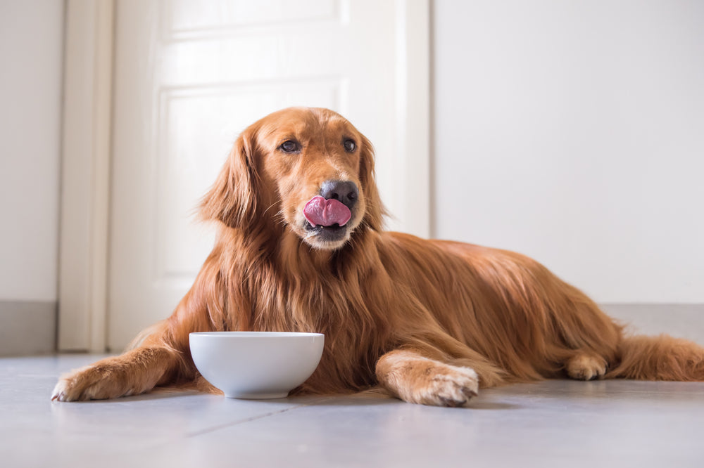 Dog loss of discount appetite