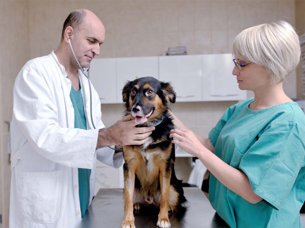 Our research and development is led by a highly experienced team of food scientists, nutritionists and veterinarians. Between them, they possess a wealth of expertise and academic accolades across veterinary medicine, animal nutrition, food science and related areas.  Rest assured, with Trovetplus your pet’s health is in the best possible hands.